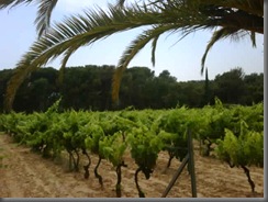 remy_vineyards remy_vineyards