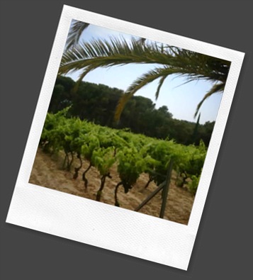 remy_vineyards