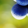 Thumbnail image for Understanding Barolo