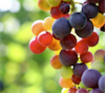 red grapes in sunshine