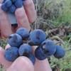 Thumbnail image for Visiting Wine Producers in the Jura