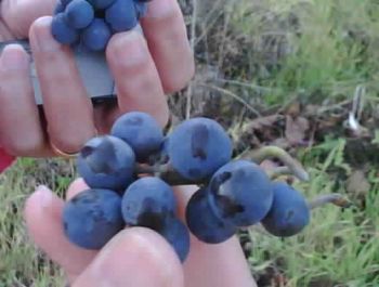 Clos Vougeut grapes