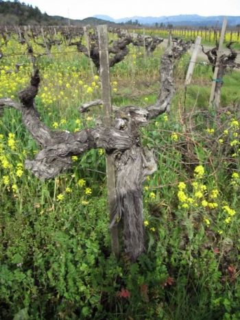 napa field