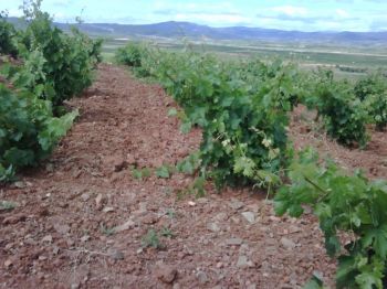 garnacha