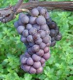 215px Pinot Gris close