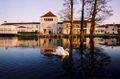 Swan