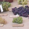 Thumbnail image for Sex Life of Grapes