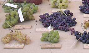 Grape_cluster Grape_cluster