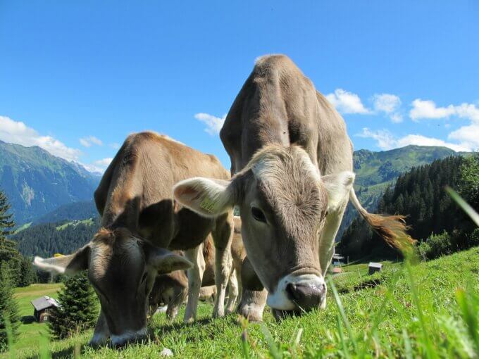 Cows in Austria where Gruner Veltliner grows