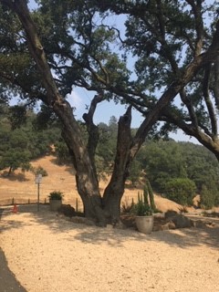 Tree in Quintessa Winery in Rutherford Napa Valley
