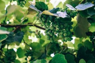 Chalk Hill chardonnay grapes