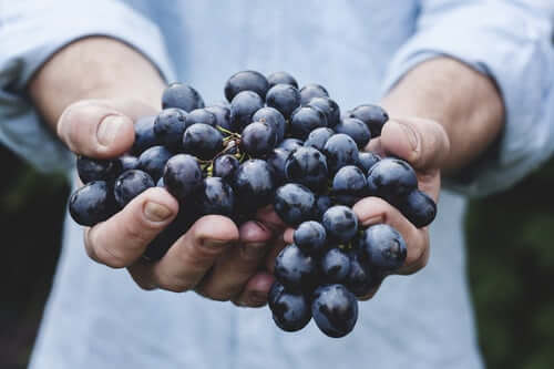 red shiraz grapes 