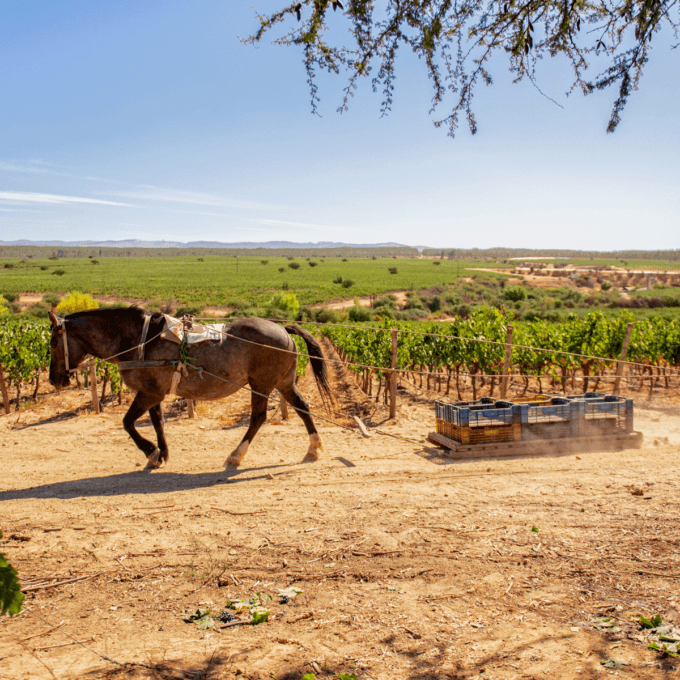 Horse at Montes Winery