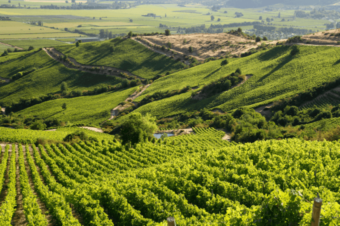 Montes Winery Apalta Vineyard