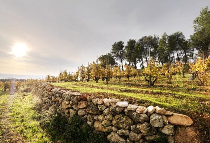 Recaredo spanish sparkling wine vineyard