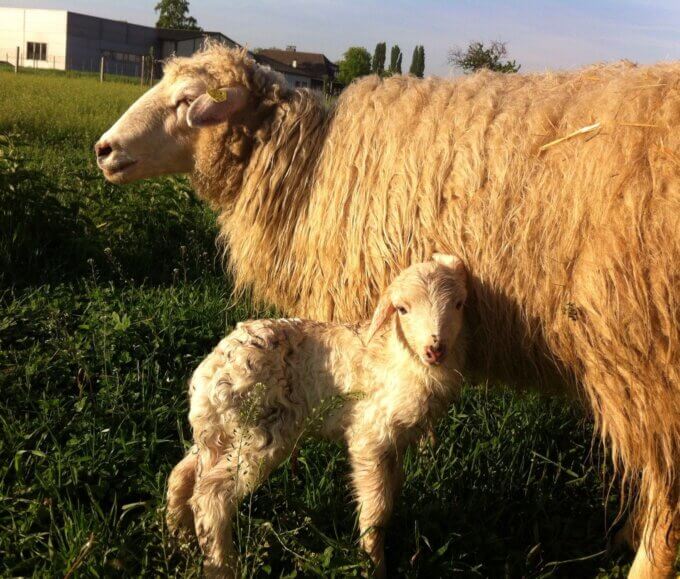 Heinrich - baby sheep