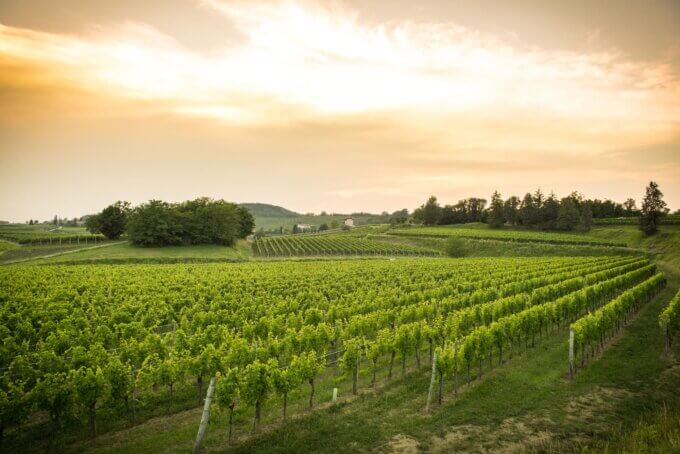 Sunrise in Best Italian White Wine region